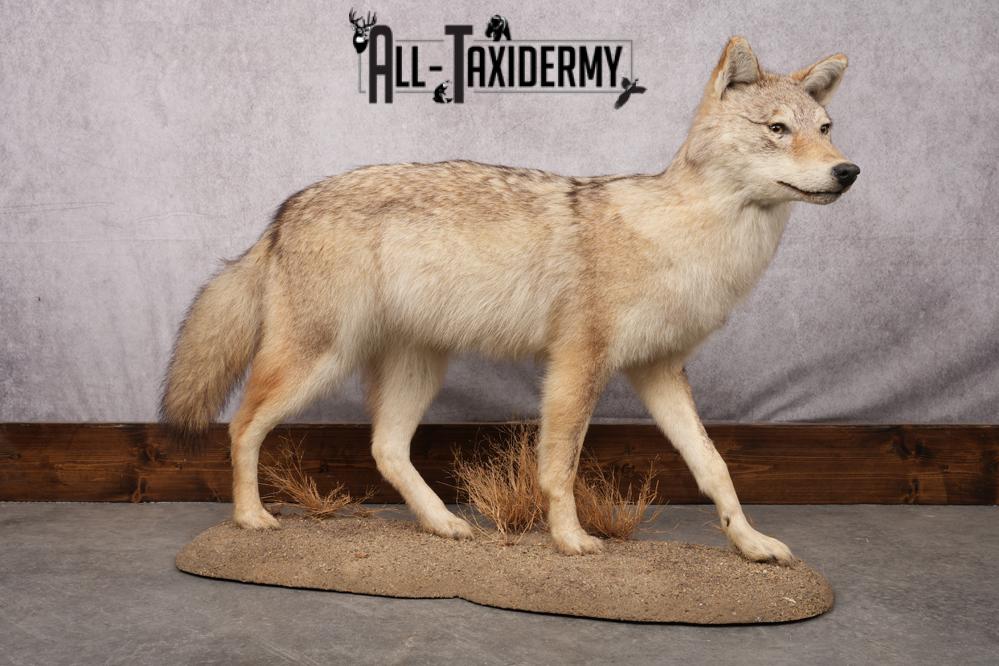 Full Body Coyote Taxidermy Mount SKU 2678