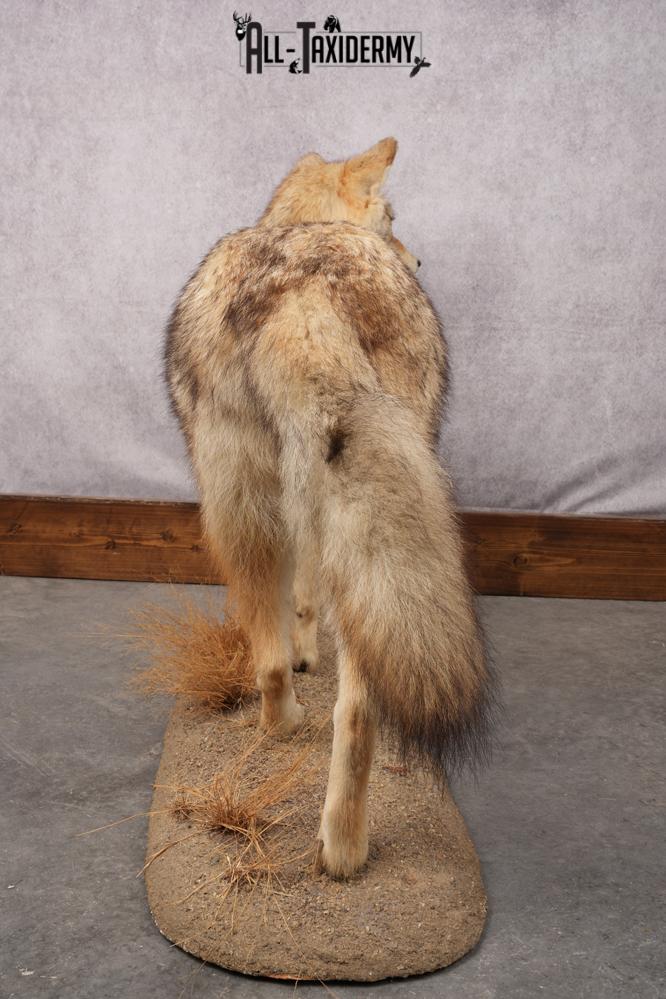 Full Body Coyote Taxidermy Mount SKU 2678 - Image 6