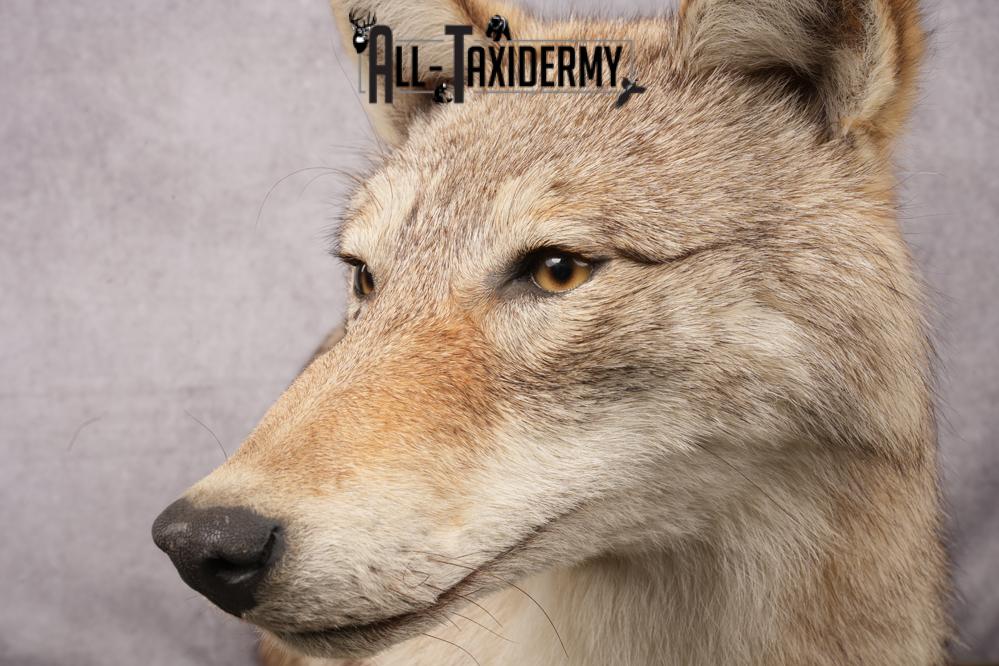 Full Body Coyote Taxidermy Mount SKU 2678 - Image 5