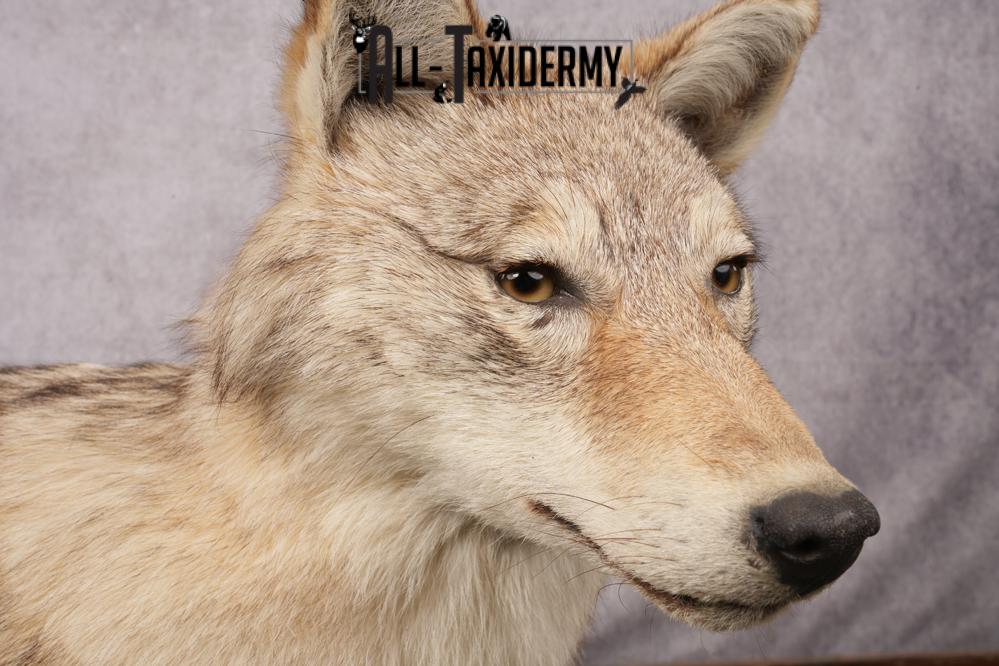 Full Body Coyote Taxidermy Mount SKU 2678 - Image 4