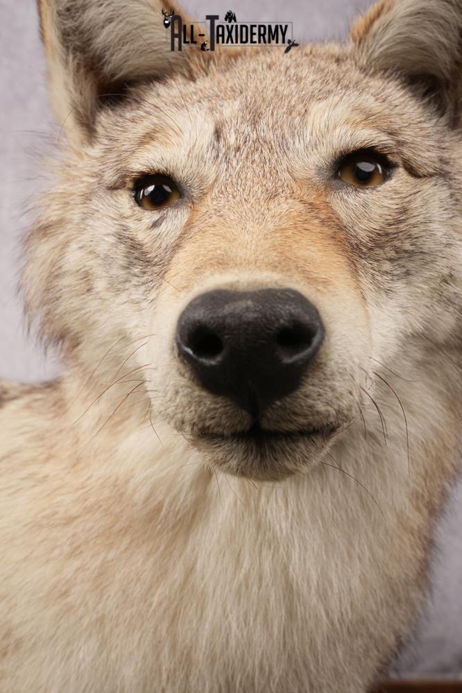 Full Body Coyote Taxidermy Mount SKU 2678 - Image 3