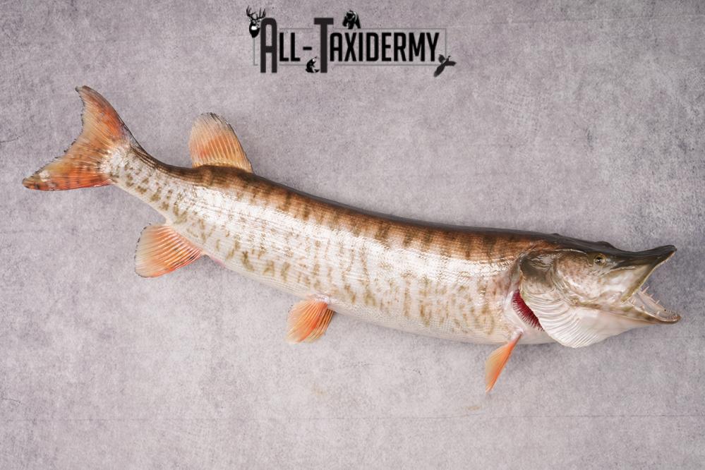 High Rate Fish Muskie Taxidermy Fish SKU 2686 - All Taxidermy