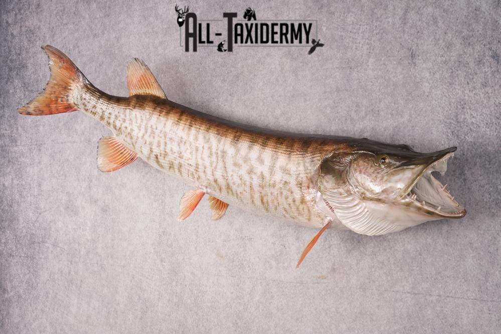 Muskie Taxidermy Fish SKU 2686 - Image 7