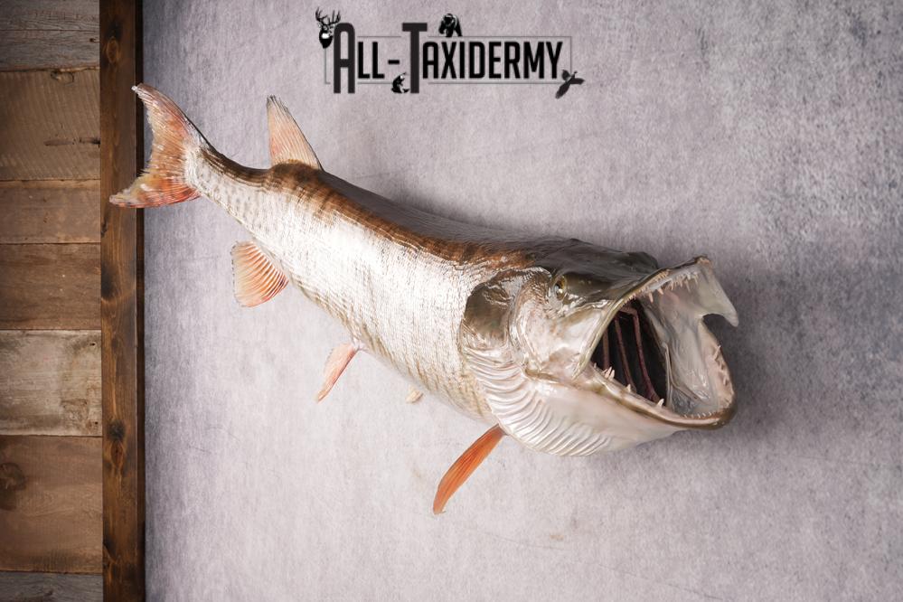 Muskie Taxidermy Fish SKU 2686 - Image 6