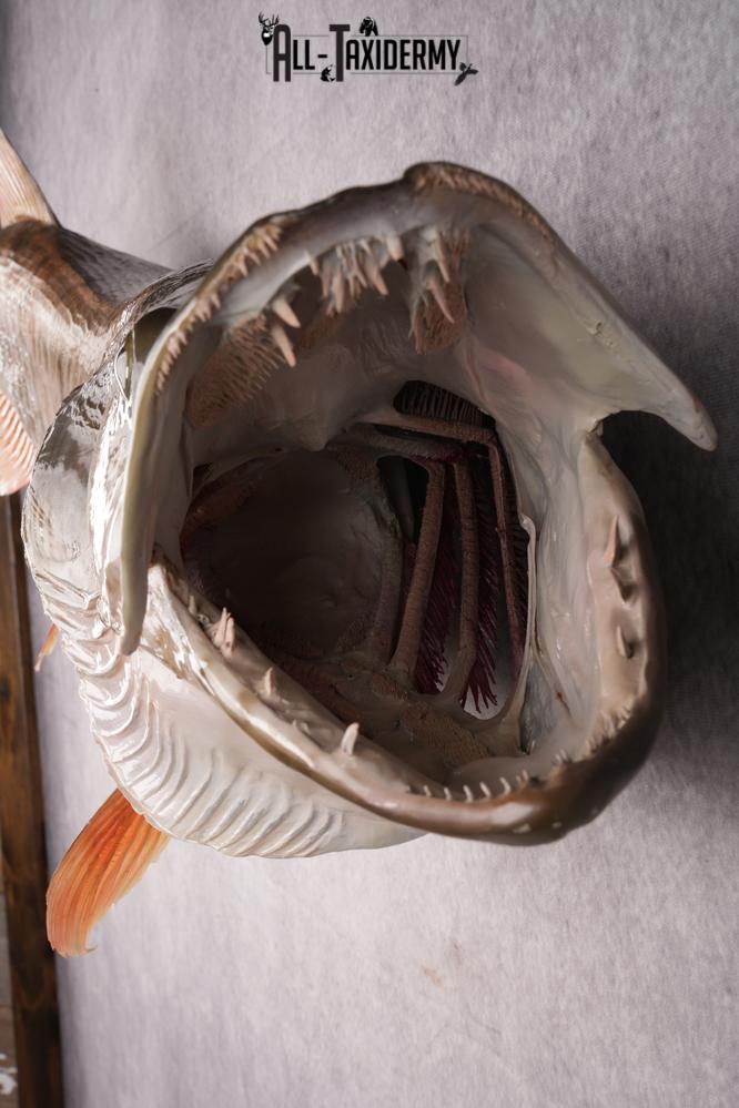 Muskie Taxidermy Fish SKU 2686 - Image 5