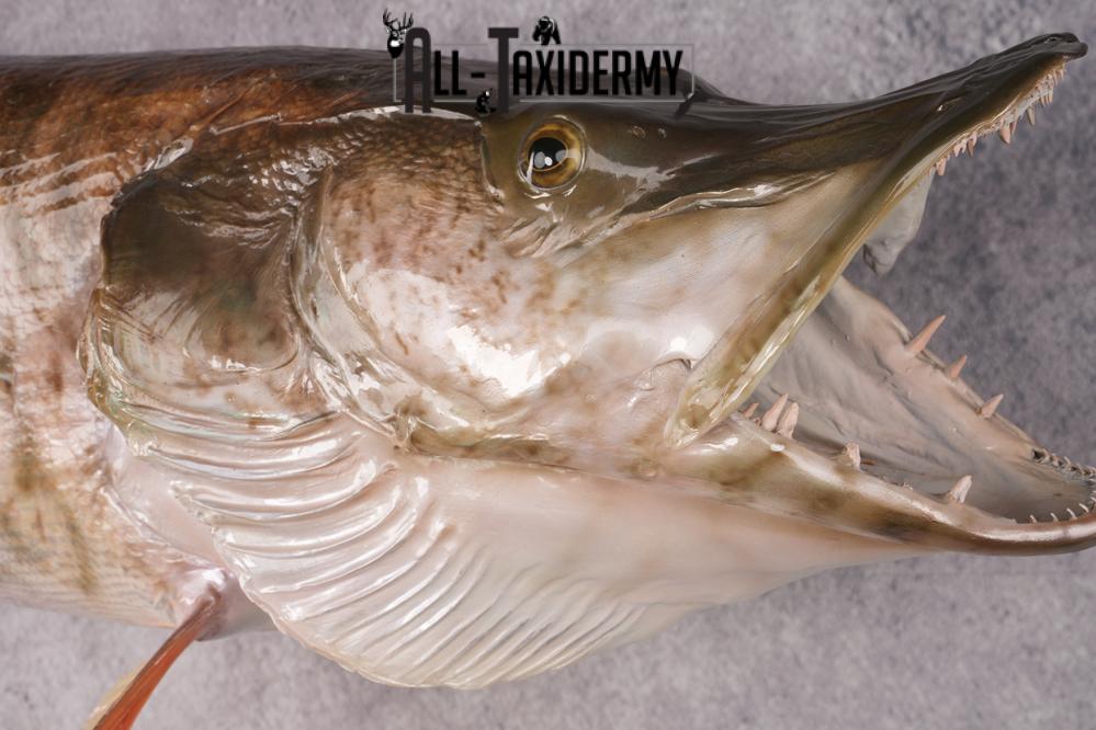 Muskie Taxidermy Fish SKU 2686 - Image 4