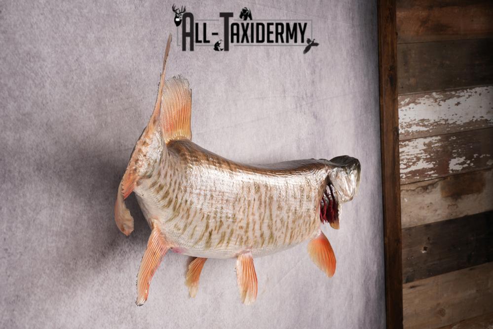 Muskie Taxidermy Fish SKU 2686