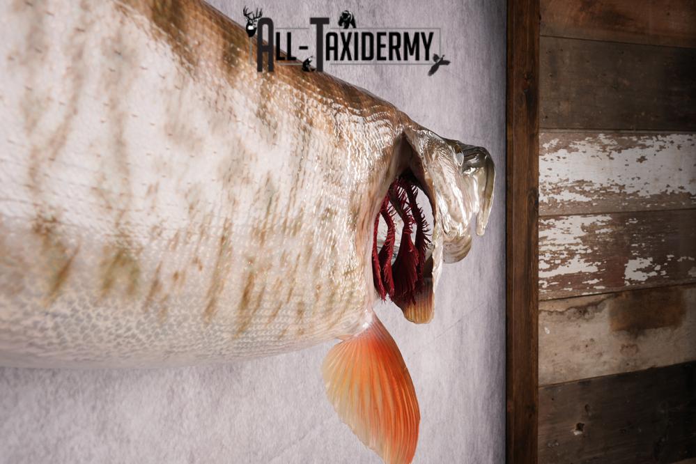 Muskie Taxidermy Fish SKU 2686 - Image 2