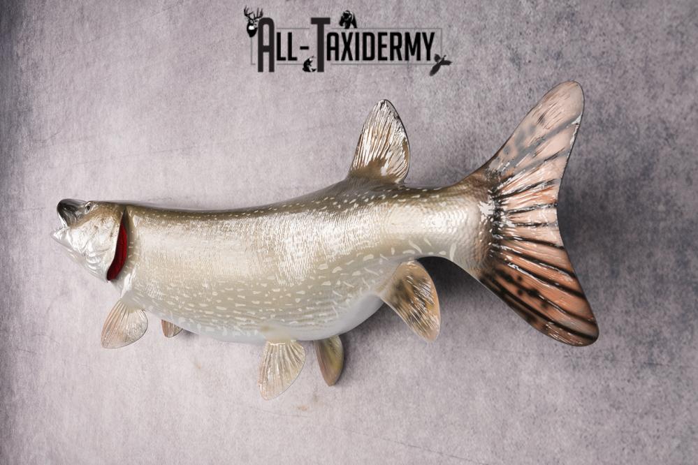 Northern Pike Reproduction Fish Taxidermy Mount SKU 2687 - Image 6