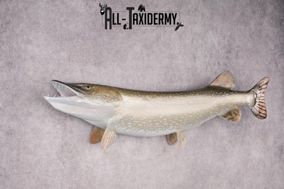 Northern Pike Reproduction Fish Taxidermy Mount SKU 2687 - Image 5