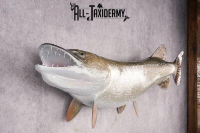 Northern Pike Reproduction Fish Taxidermy Mount SKU 2687