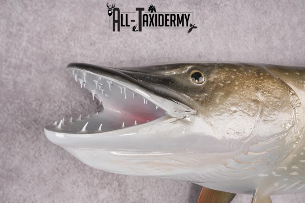 Northern Pike Reproduction Fish Taxidermy Mount SKU 2687 - Image 3