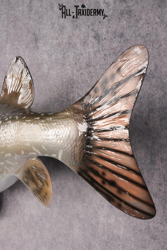 Northern Pike Reproduction Fish Taxidermy Mount SKU 2687 - Image 2
