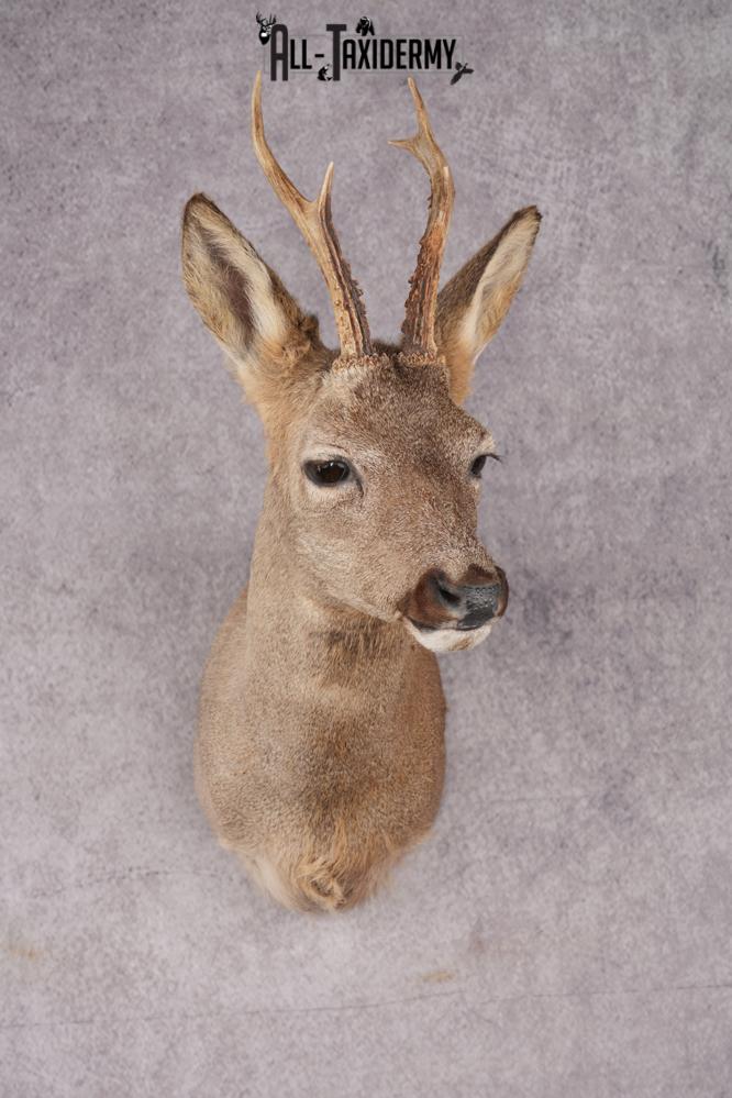 Roe Deer Taxidermy Shoulder Mount SKU 2642 - Image 8