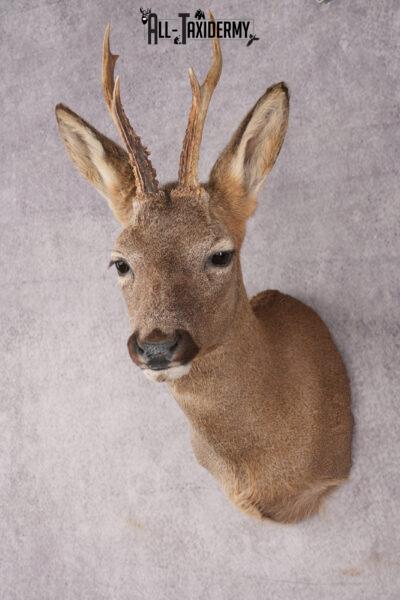 Roe Deer Taxidermy Shoulder Mount SKU 2642