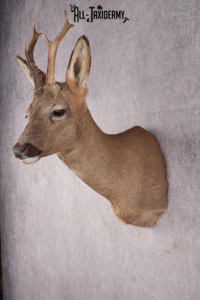 Roe Deer Taxidermy Shoulder Mount SKU 2642 - Image 7