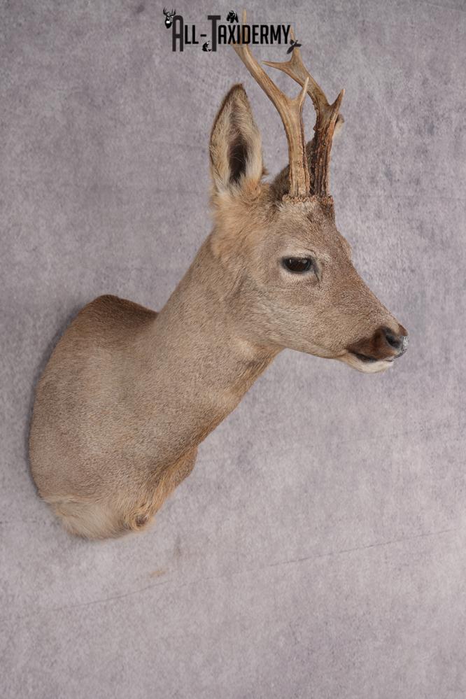 Roe Deer Taxidermy Shoulder Mount SKU 2642 - Image 6
