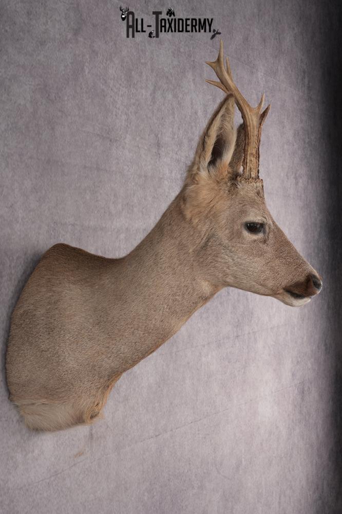 Roe Deer Taxidermy Shoulder Mount SKU 2642 - Image 5