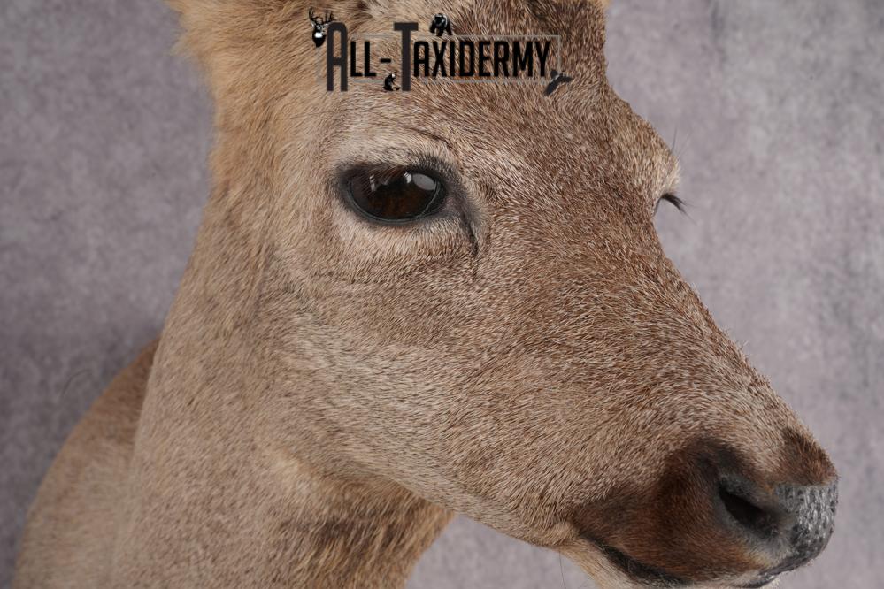 Roe Deer Taxidermy Shoulder Mount SKU 2642 - Image 4