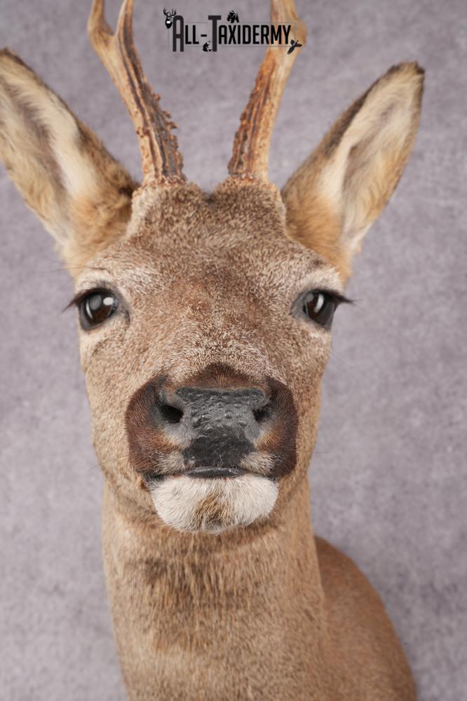 Roe Deer Taxidermy Shoulder Mount SKU 2642 - Image 3