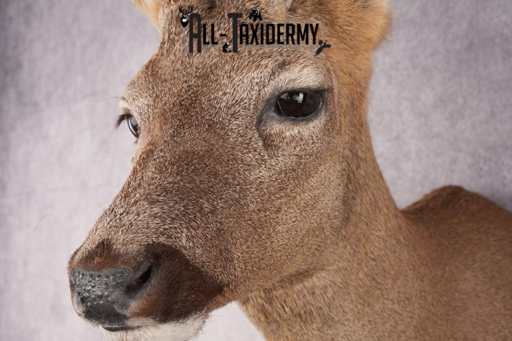 Roe Deer Taxidermy Shoulder Mount SKU 2642 - Image 2