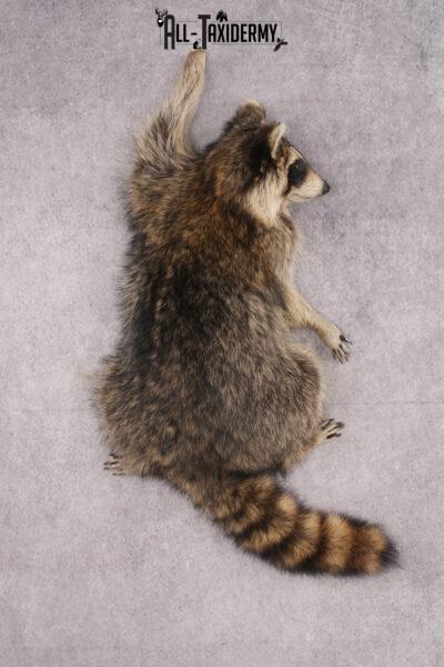 Full Body Raccoon Taxidermy Mount SKU 2671