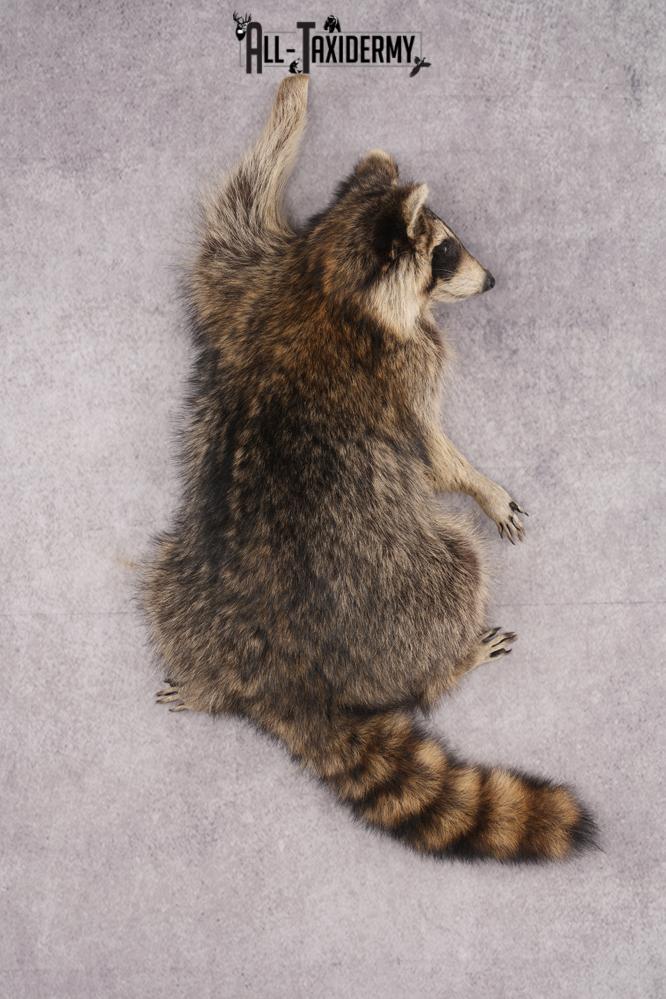 Full Body Raccoon Taxidermy Mount SKU 2671