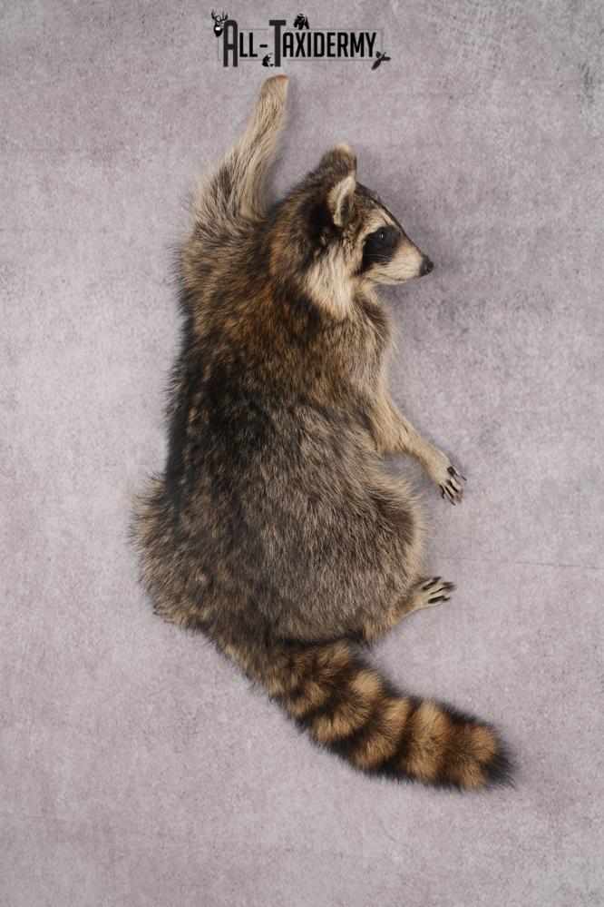 Full Body Raccoon Taxidermy Mount SKU 2671 - Image 9