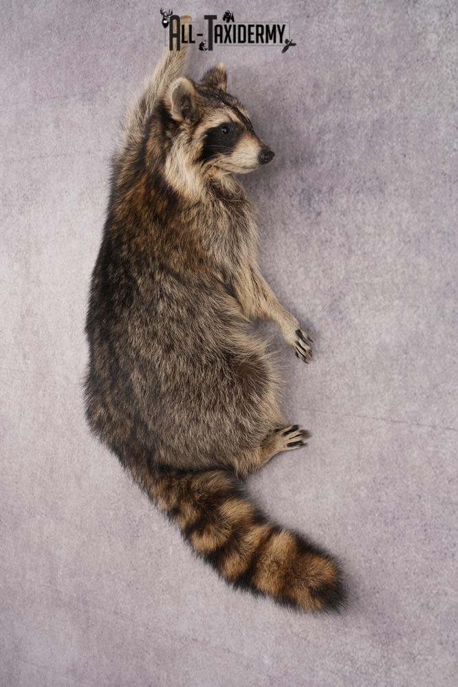 Full Body Raccoon Taxidermy Mount SKU 2671 - Image 8