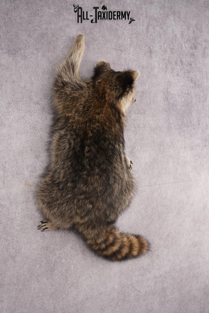 Full Body Raccoon Taxidermy Mount SKU 2671 - Image 7