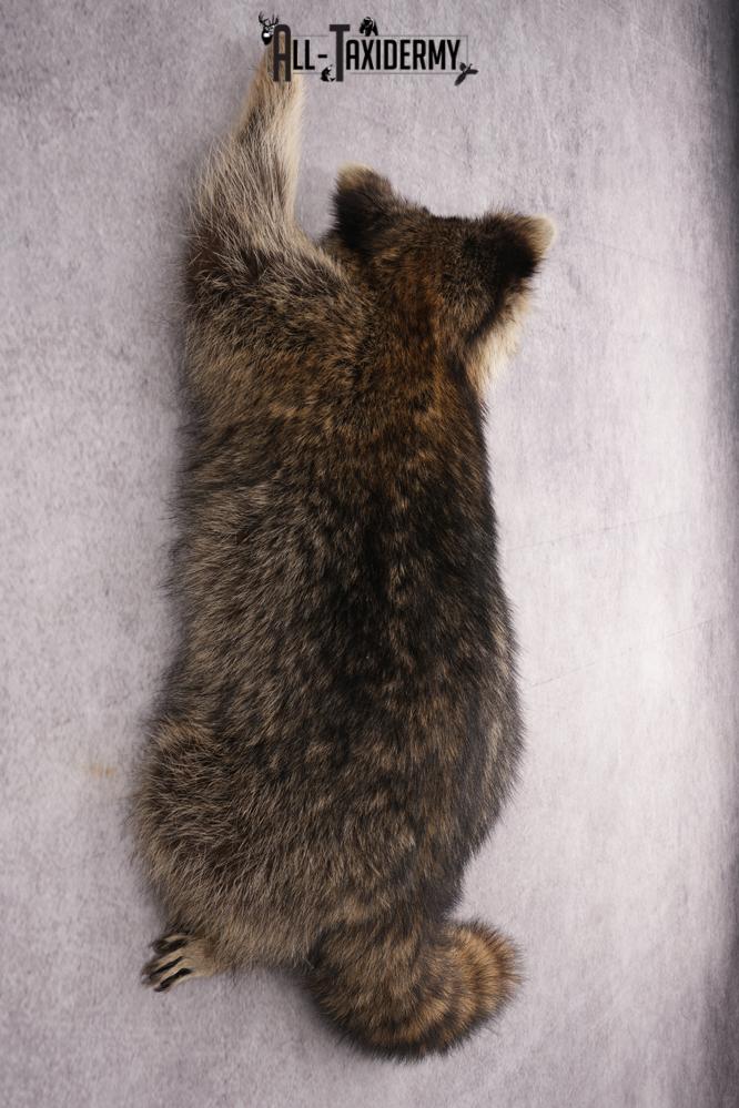 Full Body Raccoon Taxidermy Mount SKU 2671 - Image 6