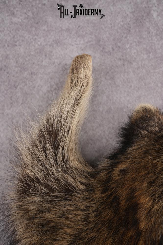 Full Body Raccoon Taxidermy Mount SKU 2671 - Image 5