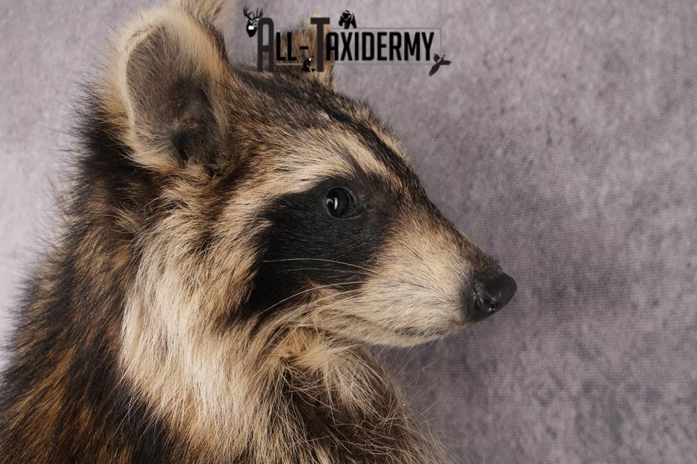 Full Body Raccoon Taxidermy Mount SKU 2671 - Image 4