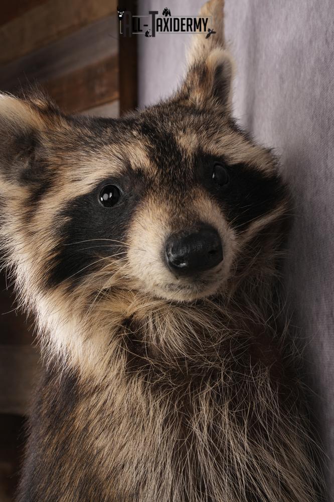 Full Body Raccoon Taxidermy Mount SKU 2671 - Image 3