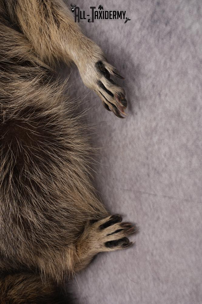 Full Body Raccoon Taxidermy Mount SKU 2671 - Image 2