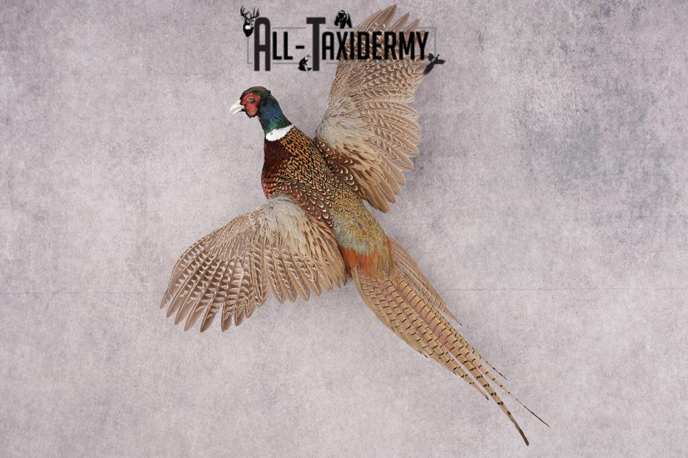 Ring Necked Pheasant Taxidermy Mount SKU 2674
