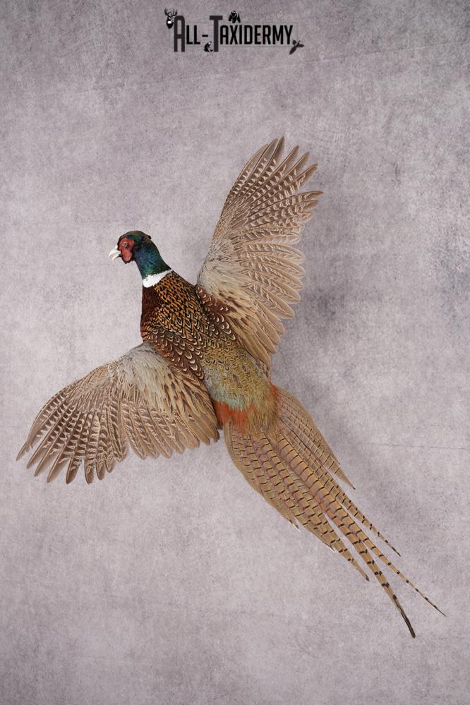 Ring Necked Pheasant Taxidermy Mount SKU 2674 - Image 8