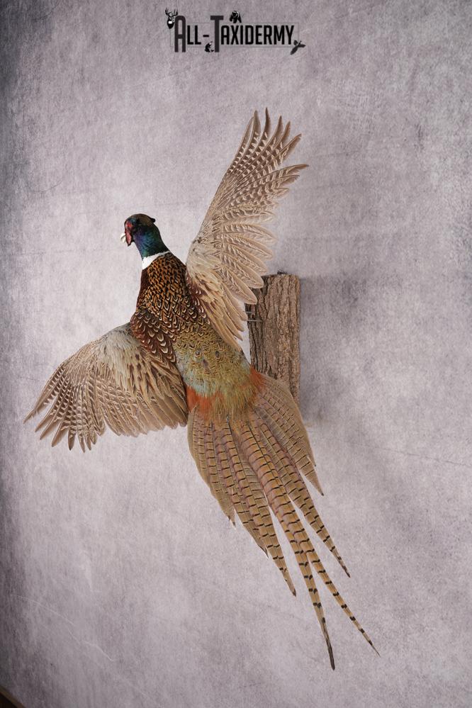 Ring Necked Pheasant Taxidermy Mount SKU 2674 - Image 7
