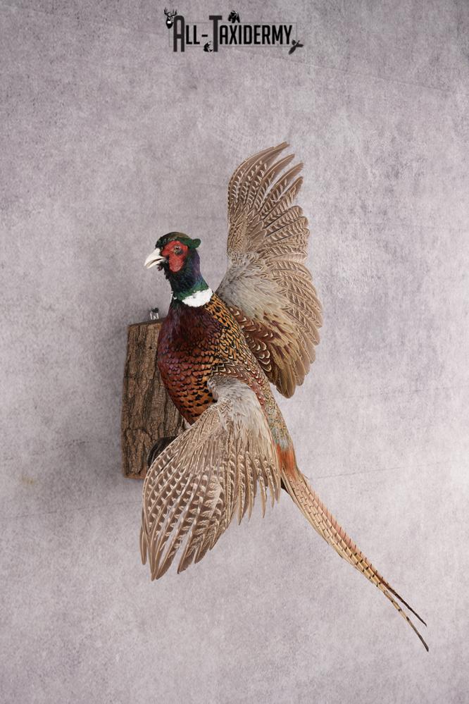 Ring Necked Pheasant Taxidermy Mount SKU 2674 - Image 6