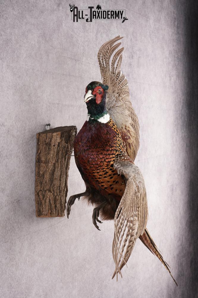 Ring Necked Pheasant Taxidermy Mount SKU 2674 - Image 5