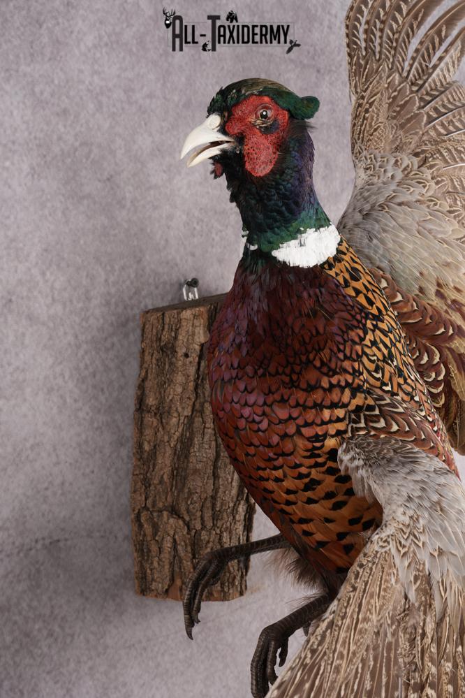 Ring Necked Pheasant Taxidermy Mount SKU 2674 - Image 4
