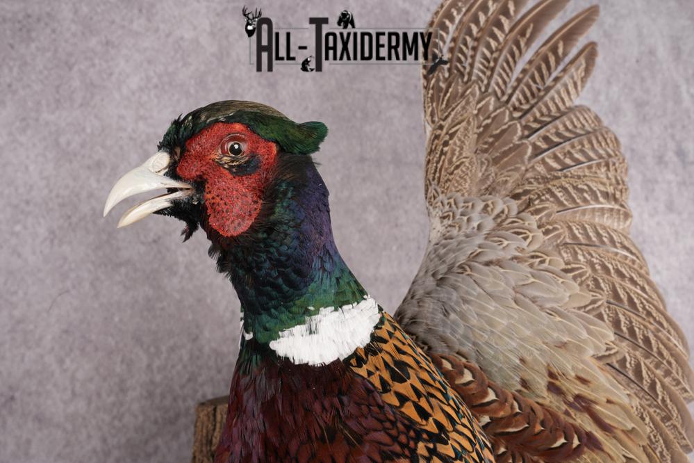 Ring Necked Pheasant Taxidermy Mount SKU 2674 - Image 3