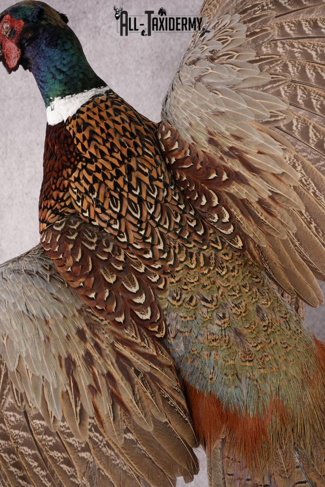 Ring Necked Pheasant Taxidermy Mount SKU 2674 - Image 2