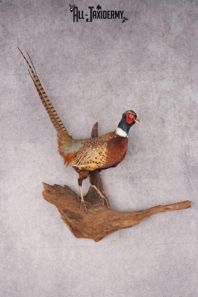 Ring Necked Pheasant Taxidermy Mount SKU 2673