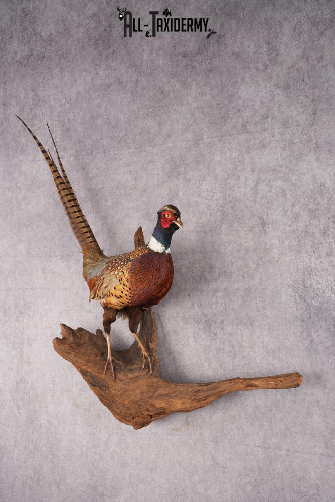 Ring Necked Pheasant Taxidermy Mount SKU 2673 - Image 10