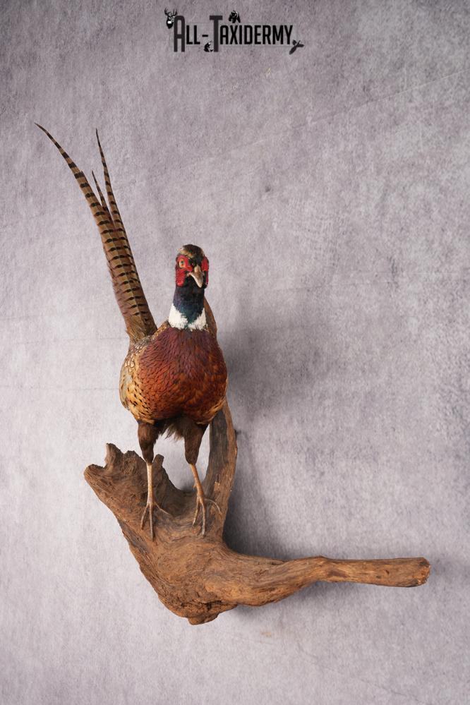 Ring Necked Pheasant Taxidermy Mount SKU 2673 - Image 9
