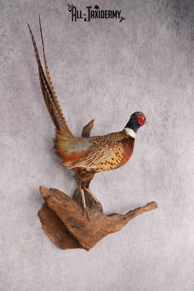 Ring Necked Pheasant Taxidermy Mount SKU 2673 - Image 8