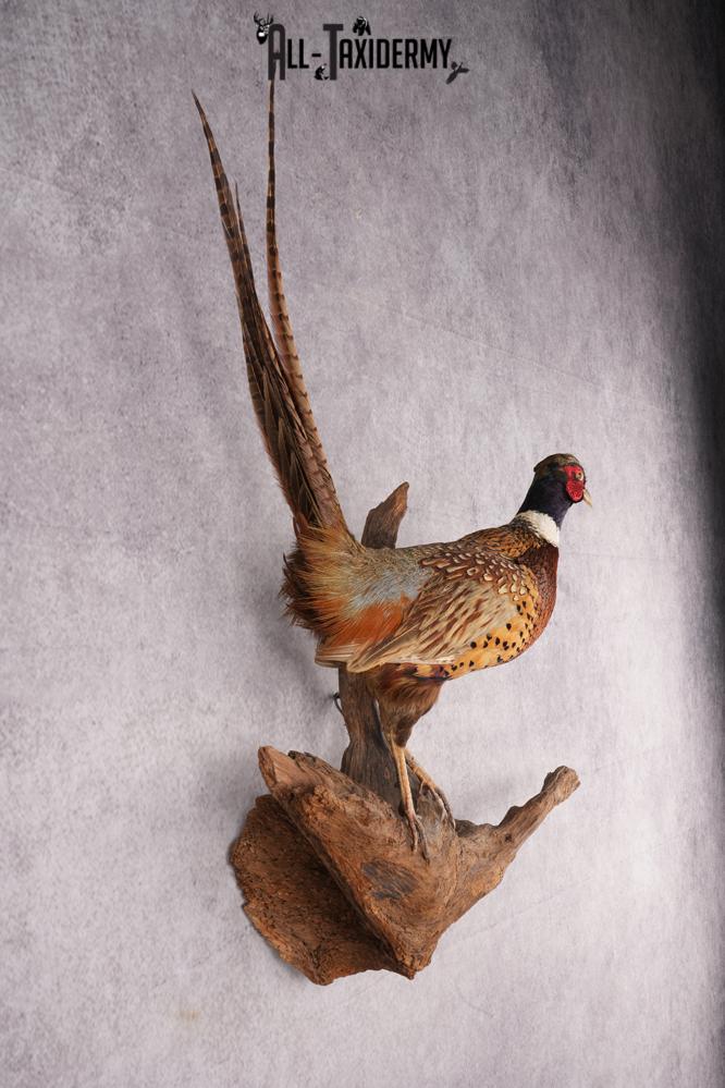 Ring Necked Pheasant Taxidermy Mount SKU 2673 - Image 7