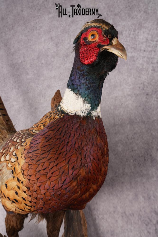 Ring Necked Pheasant Taxidermy Mount SKU 2673 - Image 6