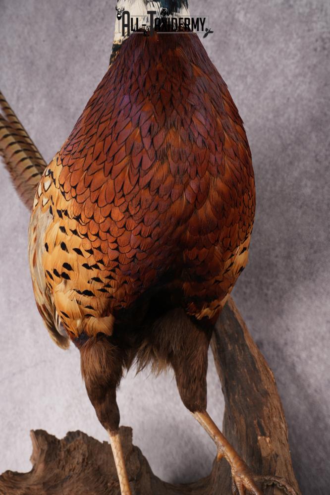 Ring Necked Pheasant Taxidermy Mount SKU 2673 - Image 5